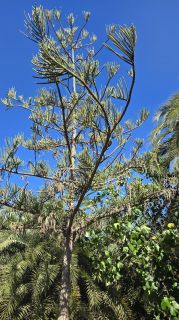 GC-Parque Botanico de Maspalomas 2025-063.jpg